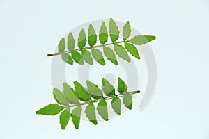 Smilaxã€Decoration, for synthesis